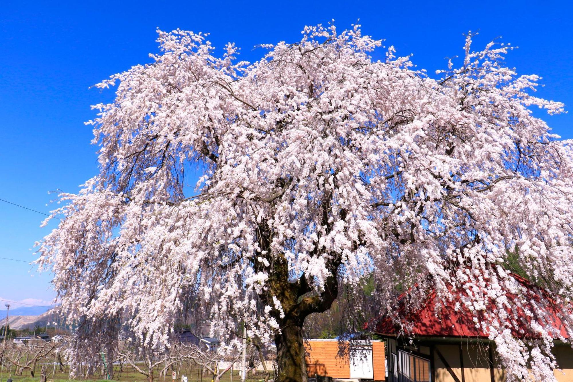 Hotel Fujiiso (Adults Only) Takayama  Zewnętrze zdjęcie